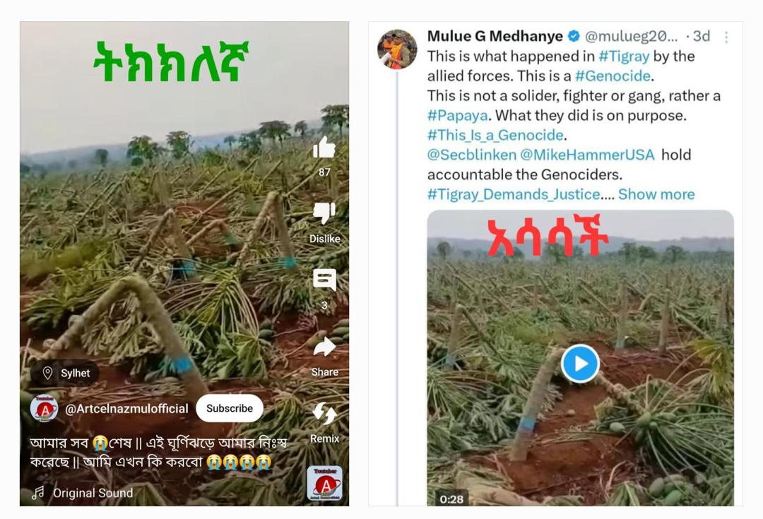 ይህ ቪዲዮ በትግራይ ክልል የወደመ የፓፓያ እርሻን አያሳይም